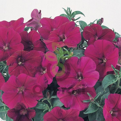 (п.ф.) Петуния Нуволари Виолет, 100 шт (№9-1-64)