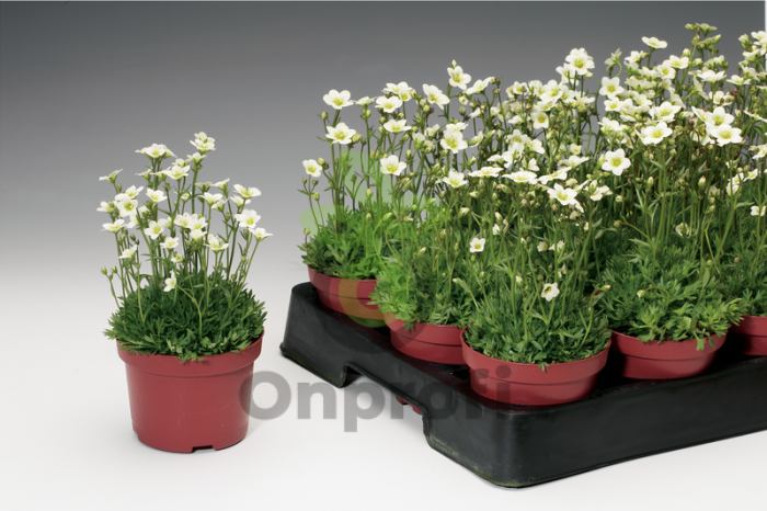 (п.ф.) Камнеломка Хайлендер Вайт, 1000 шт (№6-501)