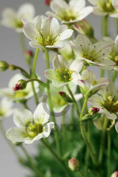 (п.ф.) Камнеломка Хайлендер Вайт, 1000 шт (№6-501)