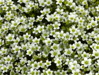 (п.ф.) Камнеломка Хайлендер Вайт, 1000 шт (№6-501)