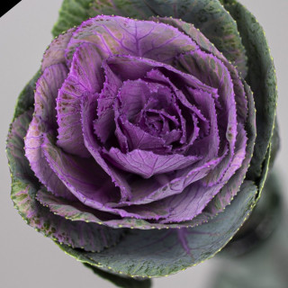 (п.ф.) Капуста декоративная Кондор Ред,