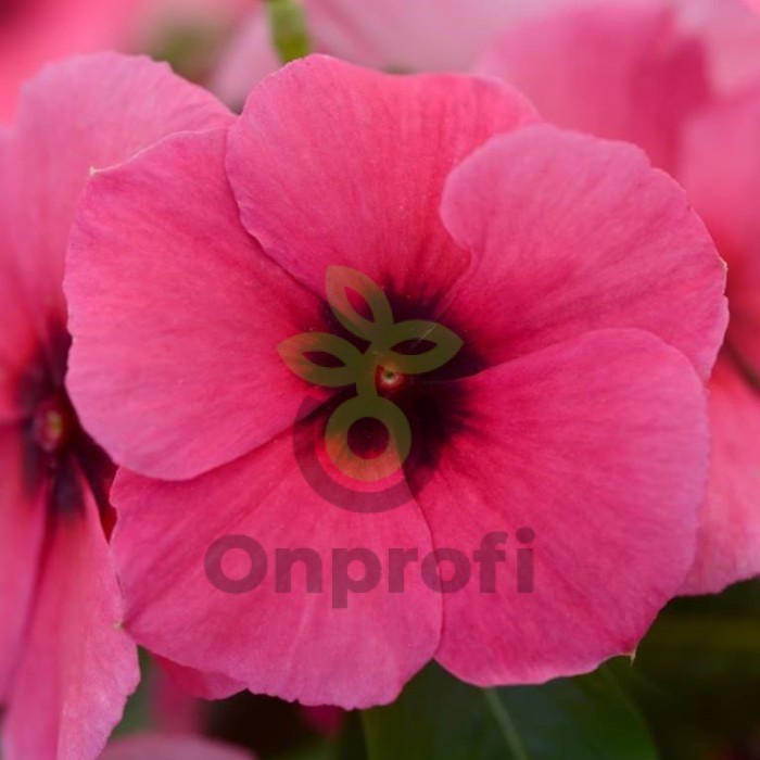 (п.ф.) Катарантус Тату Распберри, 1000 шт (№7-76)