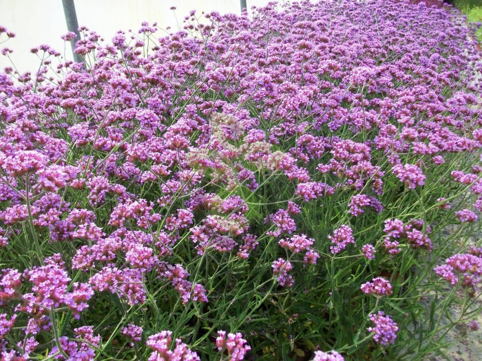 (п.ф.) Вербена бонарская Вэнити,