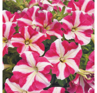 (п.ф.) Петуния Тритуния Роуз Стар,