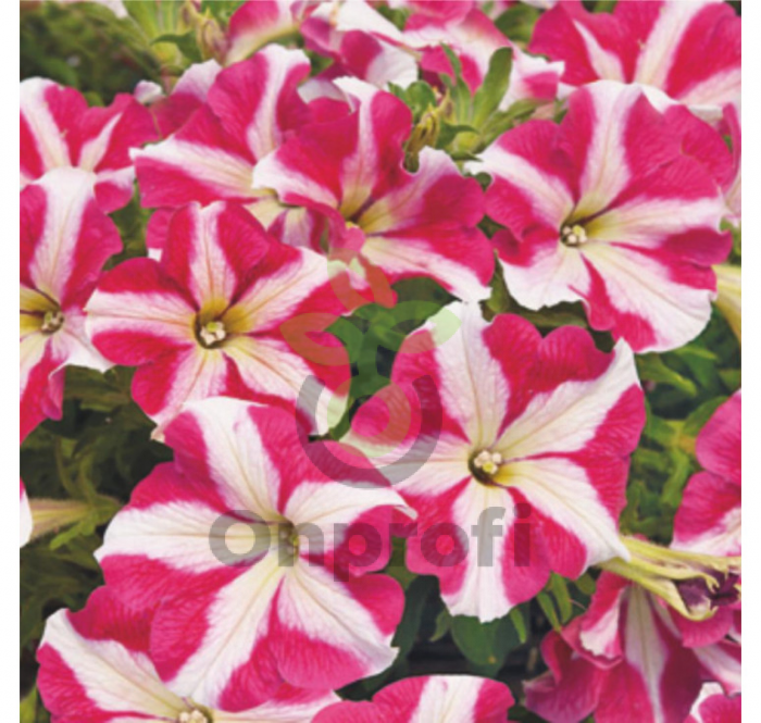 (п.ф.) Петуния Тритуния Роуз Стар,