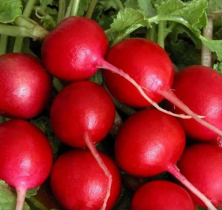 Редис Жара, 5гр (фасовка)