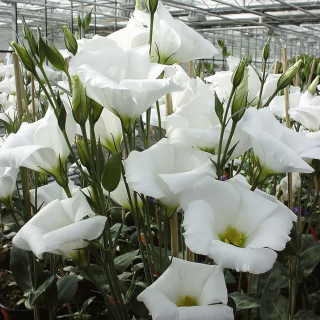 (п.ф.) Эустома Сапфир Вайт F1, 30 шт (№12-12)