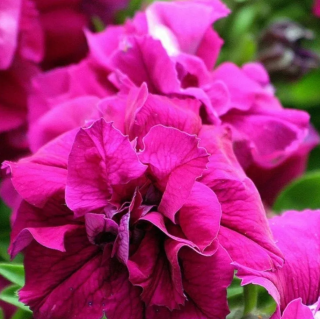 (п.ф.) Петуния Дуо Роуз F1, 50 шт (№9-2-9) Гавриш