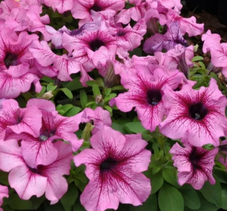 (п.ф.) Петуния Лимбо Джи Пи Орхид Вейн, 100 шт (№9-4-47) Поиск