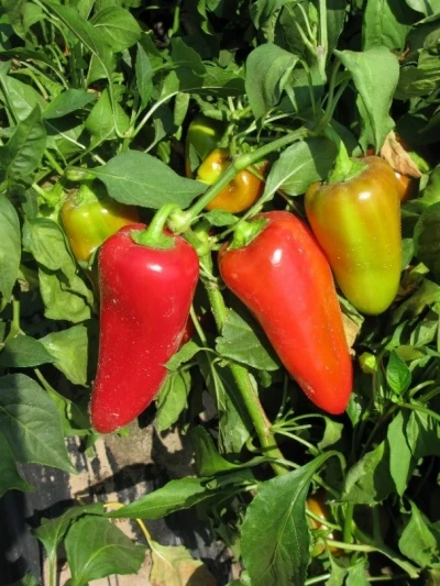 Перец Любовь F1, 25шт (фасовка)