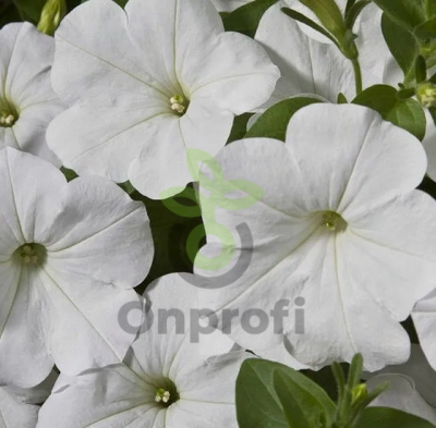 (п.ф.) Петуния Нуволари Вайт, 100 шт (№9-1-63)