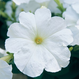 (п.ф.) Петуния Нуволари Вайт, 100 шт (№9-1-63)