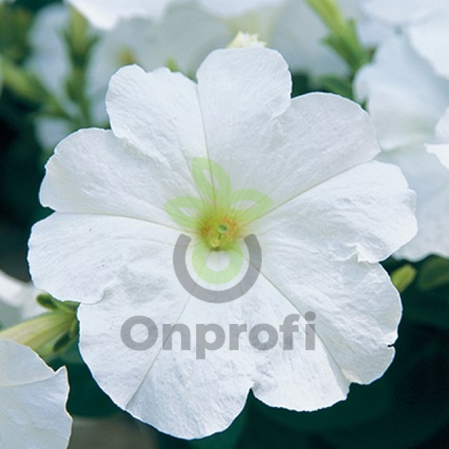 (п.ф.) Петуния Нуволари Вайт, 100 шт (№9-1-63)