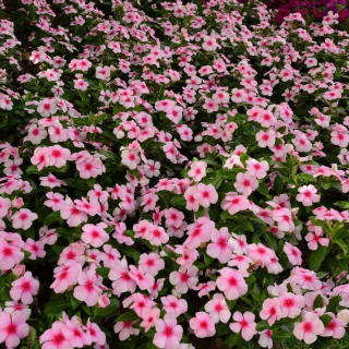 (п.ф.) Катарантус Титан Блаш, 100 шт (№7-44)