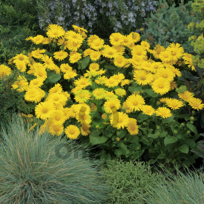 (п.ф.) Дороникум Леонардо Компакт F1, 1000 шт (№6-484)