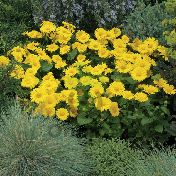 (п.ф.) Дороникум Леонардо Компакт F1, 1000 шт (№6-484)