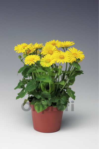 (п.ф.) Дороникум Леонардо Компакт F1, 1000 шт (№6-484)