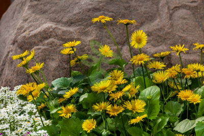 (п.ф.) Дороникум Леонардо Компакт F1, 1000 шт (№6-484)