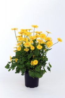 (п.ф.) Дороникум Леонардо Компакт F1, 1000 шт (№6-484)