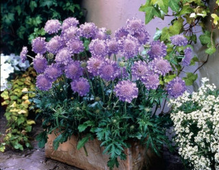 (п.ф.) Скабиоза Блю Ноут, 1000 шт (№6-563)