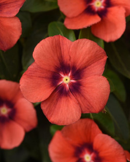 (п.ф.) Катарантус Тату Тангерин, 1000 шт (№7-77)