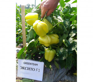 Перец Эксито,