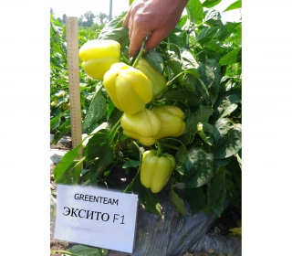 Перец Эксито,