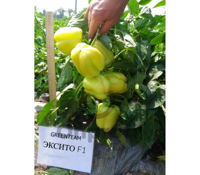 Перец Эксито,