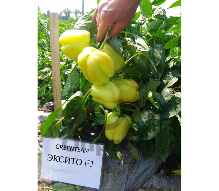 Перец Эксито,