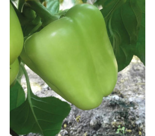 Перец Эксито,