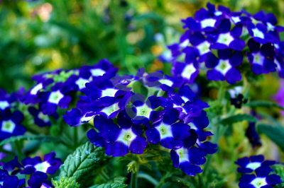 (п.ф.) Вербена Кварц Блю,