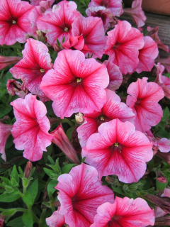 (п.ф.) Петуния Шейк Строберри,