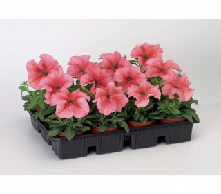 (п.ф.) Петуния Тритуния Салмон Вейнд,