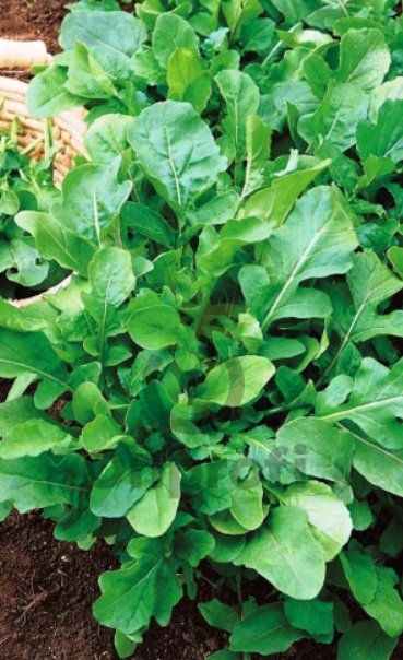 Рукола (индау) Диковина, 0,5гр (фасовка)