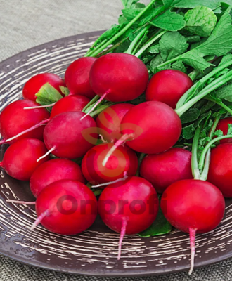 Редис Заря, 5гр (фасовка)