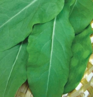 Щавель Бельвильский,