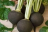 Редька Зимняя круглая черная, 2гр (фасовка)