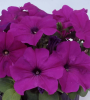 (п.ф.) Петуния Лимбо Джи Пи Виолет, 100 шт (№9-4-70) Поиск