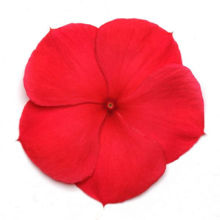 (п.ф.) Катарантус Титан Ред Дарк, 100 шт (№7-43)