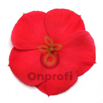 (п.ф.) Катарантус Титан Ред Дарк, 100 шт (№7-43)