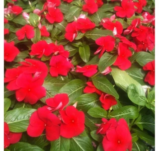 (п.ф.) Катарантус Титан Ред Дарк, 100 шт (№7-43)