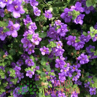 (п.ф.) Бакопа Блютопия 