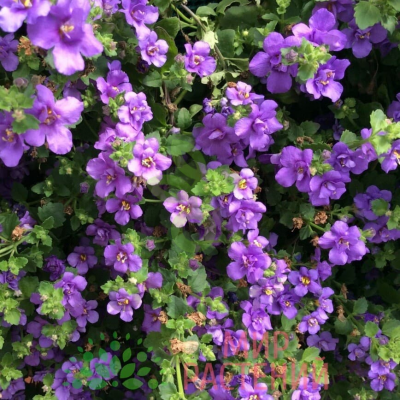 (п.ф.) Бакопа Блютопия 