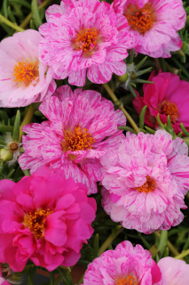 (п.ф.) Портулак Хеппи Ауер Пеперминт F1,