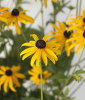 (п.ф.) Рудбекия Голдблитс F1,