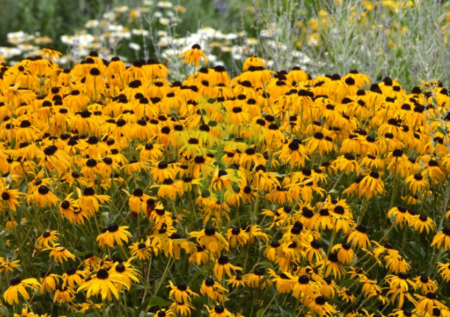 (п.ф.) Рудбекия Голдблитс F1,