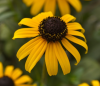 (п.ф.) Рудбекия Голдблитс F1,