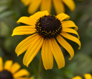 (п.ф.) Рудбекия Голдблитс F1,