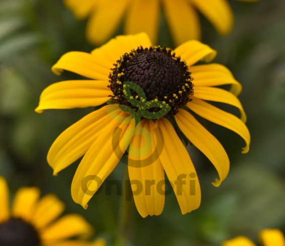 (п.ф.) Рудбекия Голдблитс F1,