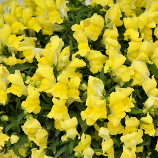 (п.ф.) Львиный зев Кэнди Шауэрс Еллоу F1,